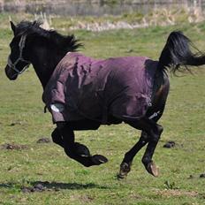 Traver Rhapsody Will [Himmelhest]