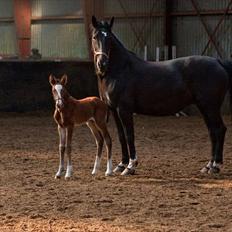 Anden særlig race Cassiopeia