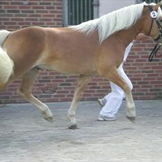 Haflinger Gandrupgårds Apollo