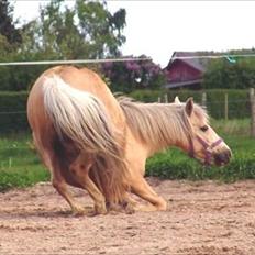 Anden særlig race Isabella