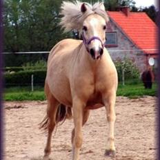 Anden særlig race Isabella