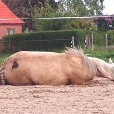 Anden særlig race Isabella