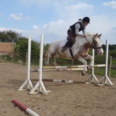 Anden særlig race MR MARTIN