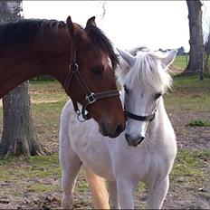 Dansk Varmblod Holtegårdens Rubber Soul