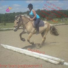 Fjordhest Freja (R.I.P)