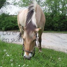 Fjordhest Freja (R.I.P)