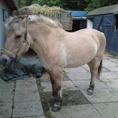 Fjordhest Freja (R.I.P)