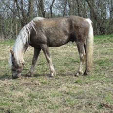 Haflinger Anubis(Solgt)