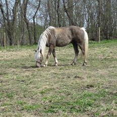 Haflinger Anubis(Solgt)
