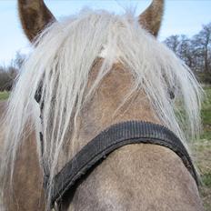 Haflinger Anubis(Solgt)