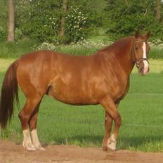 Frederiksborg Lykkeborgs Calista 