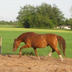 Frederiksborg Lykkeborgs Calista 