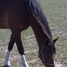 Anden særlig race Lazal