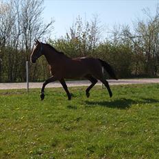 Traver Pelé *Himmel hest* :'(