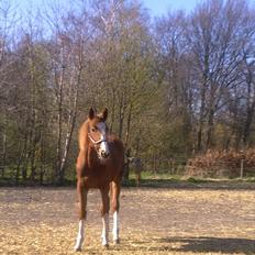 Anden særlig race Barkholts Regina.<3