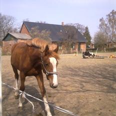 Anden særlig race Barkholts Regina.<3