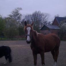 Anden særlig race Barkholts Regina.<3