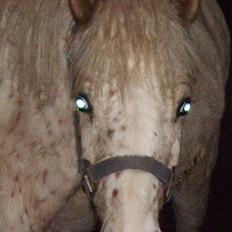 Anden særlig race No name SOLGT