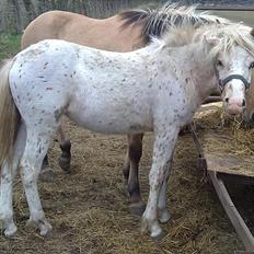 Anden særlig race No name SOLGT
