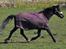 Traver Rhapsody Will [Himmelhest]