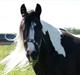 Irish Cob IrishSwan's Babeth Mischa