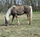 Haflinger Anubis(Solgt)