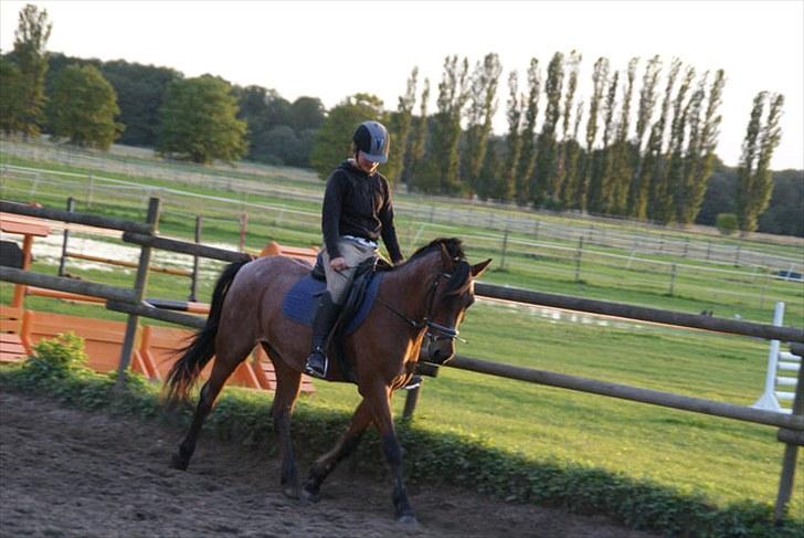 Anden særlig race Mickey .(SOLGT)MISS YOU  billede 15