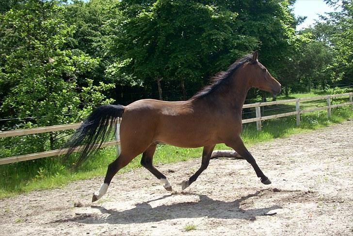 Anden særlig race sebastian billede 6