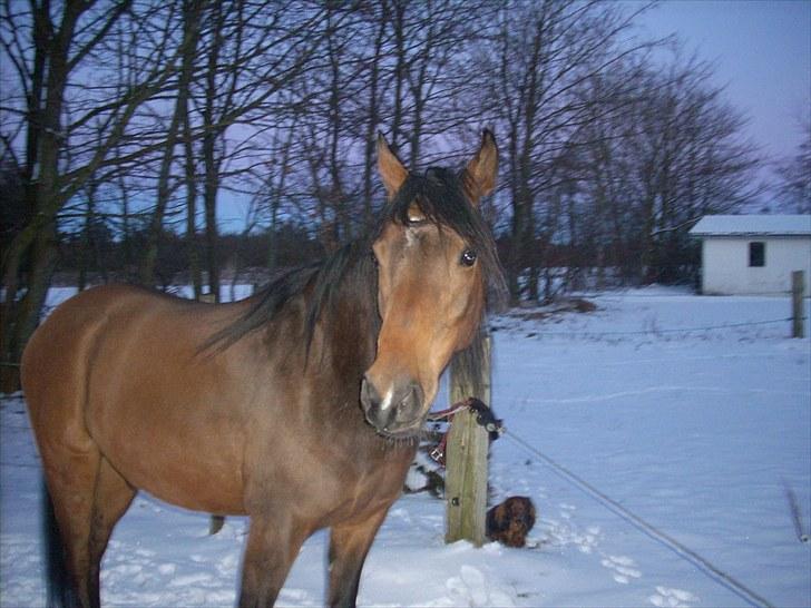 Anden særlig race sebastian billede 7
