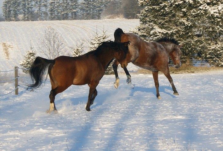 Anden særlig race sebastian billede 8