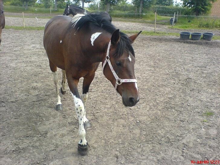 Pinto Anpala's Conthana - solgt billede 7