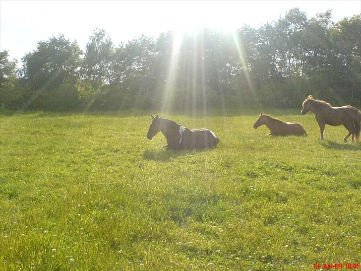 Pinto Anpala's Conthana - solgt billede 8