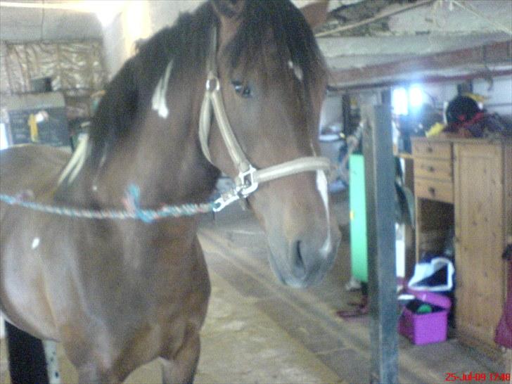 Pinto Anpala's Conthana - solgt billede 9