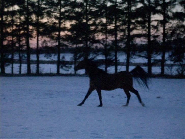 Anden særlig race sebastian billede 9