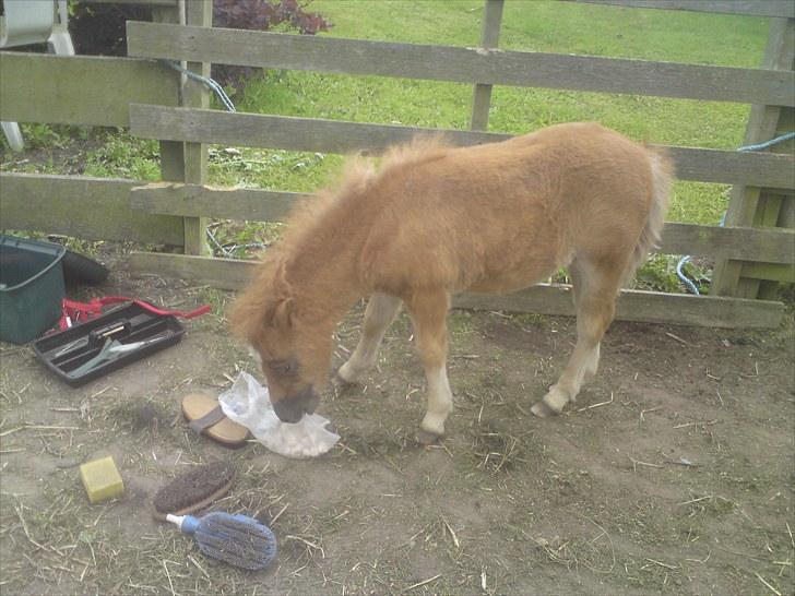 Shetlænder Maj 'SOLGT' - ligger der noget til mig nede i den pose?  ´hvor du dog roder lille maj´ billede 11