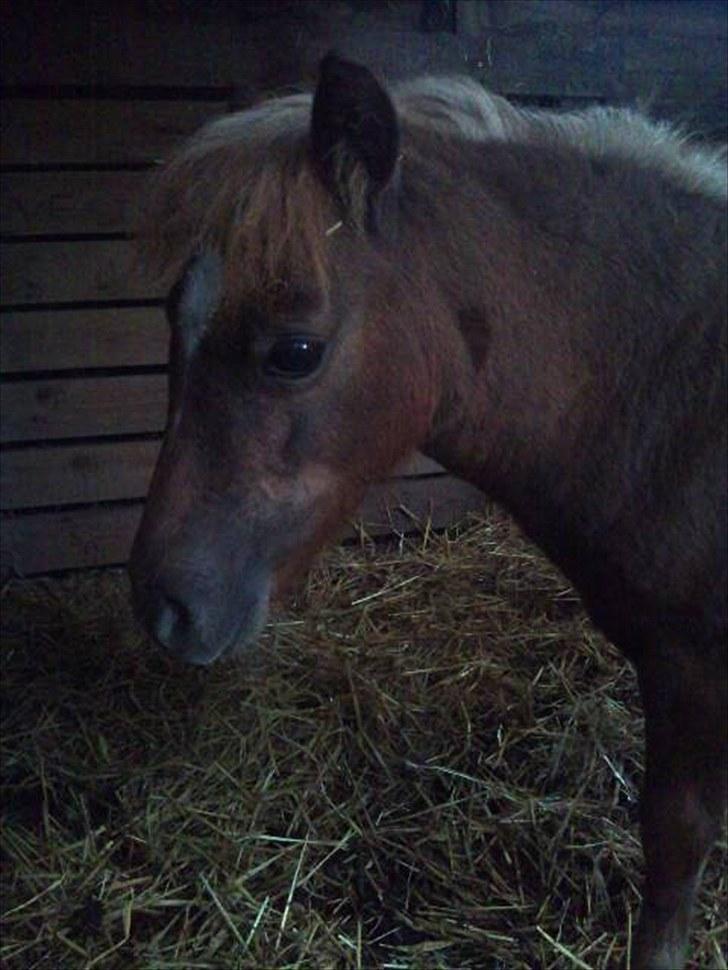 Shetlænder Maj 'SOLGT' -  hva er det så....? billede 12