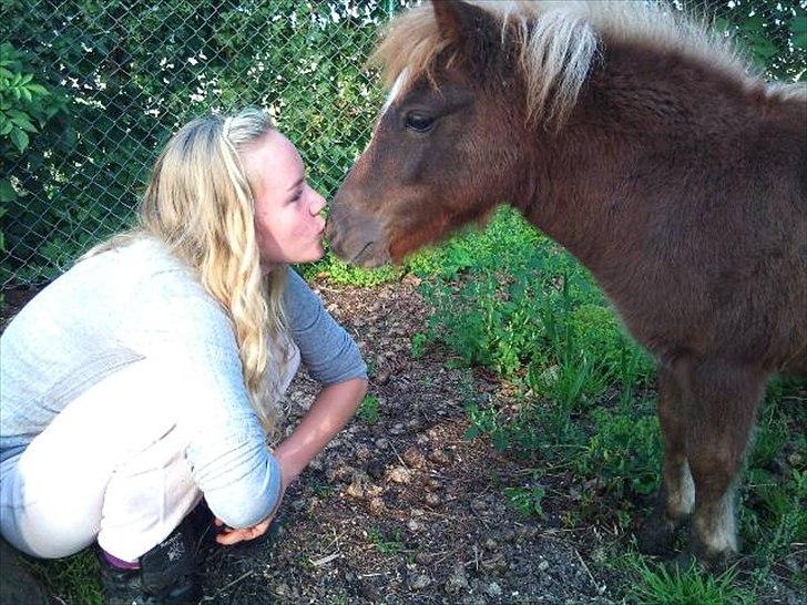 Shetlænder Maj 'SOLGT' billede 13