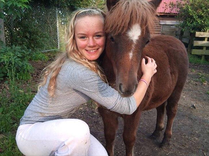 Shetlænder Maj 'SOLGT' billede 14