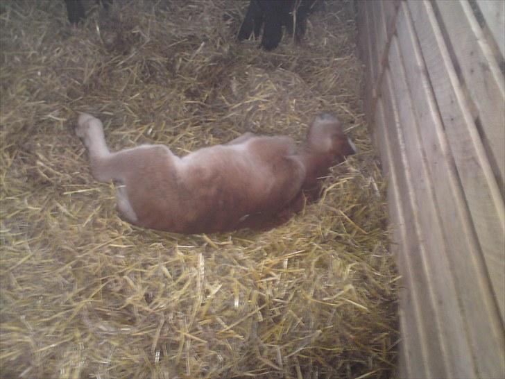 Shetlænder Maj 'SOLGT' - hun sover som en hund...(= billede 15