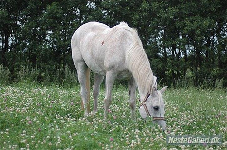 Arabisk fuldblod (OX) Wojak OX 1459 - Wojak på græsmark ude vad Karina og Jesper (Foto: karina) billede 4