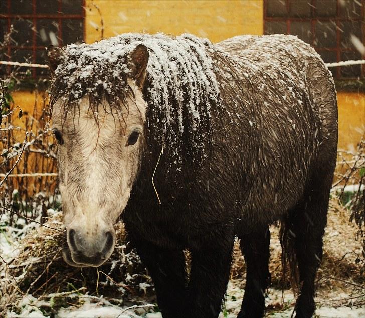 Shetlænder Rolighedens TurboFrederik - Snehest billede 15