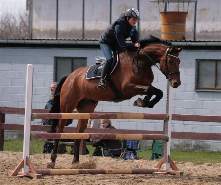 Dansk Varmblod Carsan Frej billede 9