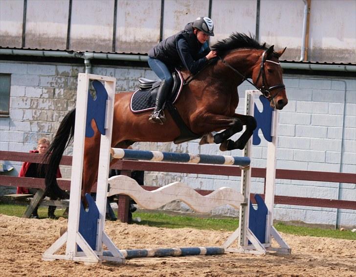 Dansk Varmblod Carsan Frej billede 10