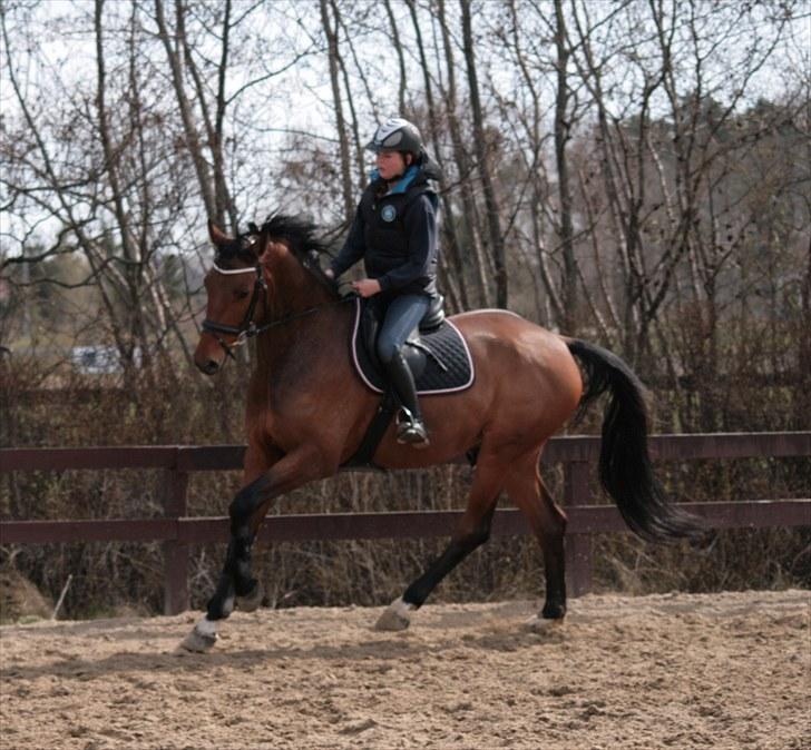 Dansk Varmblod Carsan Frej billede 11