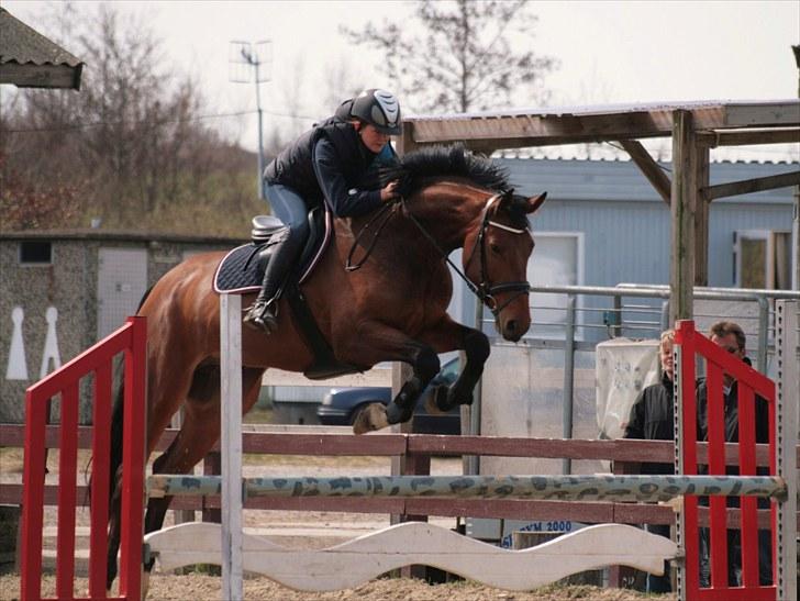 Dansk Varmblod Carsan Frej billede 12