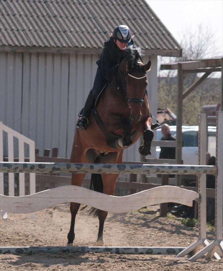Dansk Varmblod Carsan Frej billede 13