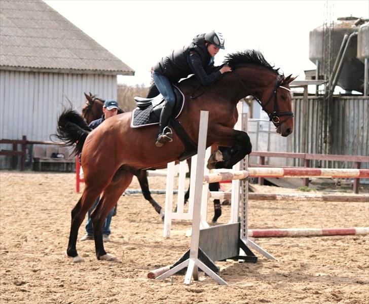 Dansk Varmblod Carsan Frej billede 14