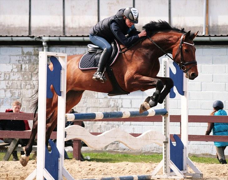 Dansk Varmblod Carsan Frej billede 15