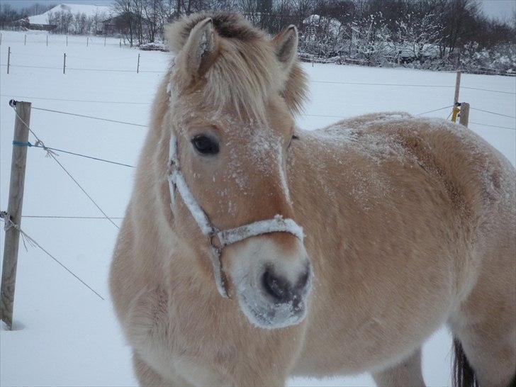 Fjordhest Prins (':  billede 1