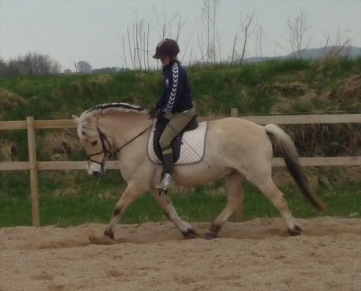 Fjordhest Prins (':  billede 2